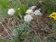 Takhtajaniantha crispa