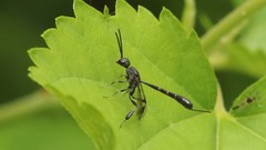 Gasteruption assectator