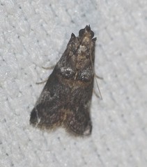 Conobathra hemichlaena