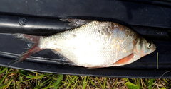 Blicca bjoerkna