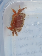 Platyactaea setigera