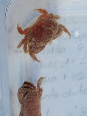 Platyactaea setigera