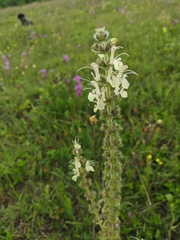 Salvia austriaca