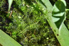 Utricularia australis