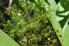 Utricularia australis