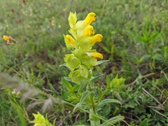Rhinanthus serotinus aestivalis