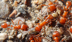 Pogonomyrmex maricopa
