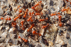 Pogonomyrmex maricopa