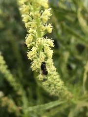Hylaeus