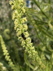 Hylaeus
