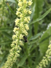 Hylaeus