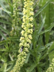 Hylaeus