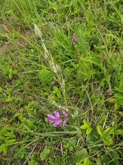 Scorzonera laciniata