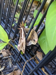 Callosamia angulifera