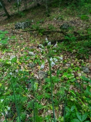 Allium siculum dioscoridis