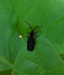 Greenarus thoracicus