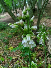 Allium siculum dioscoridis