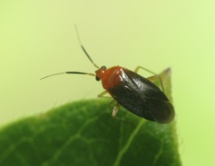 Rhinocapsus rubricans