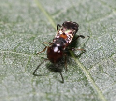 Encyrtus