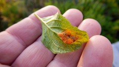 Puccinia coronati-calamagrostidis