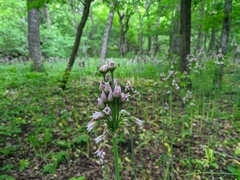 Allium siculum dioscoridis