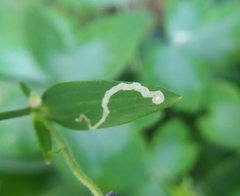 Phytomyza minuscula