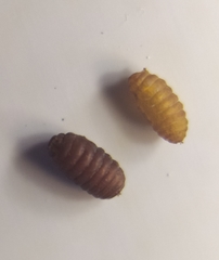 Phytomyza aquilegiae