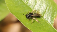 Andrena integra