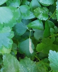 Phytomyza aquilegiae