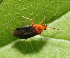 Rhinocapsus rubricans