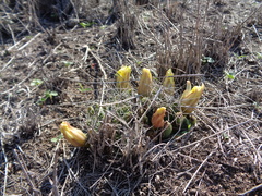 Mammillaria longimamma