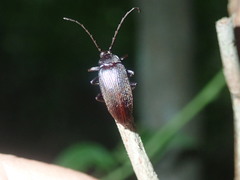 Gonoderina