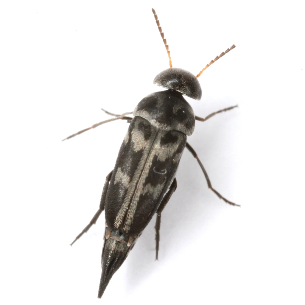 Mordella insulata