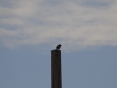Lanius ludovicianus