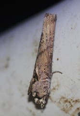 Ortholomia moluccana