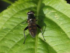 Chalcosyrphus nemorum