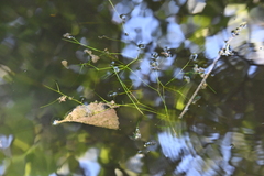 Potamogeton trichoides