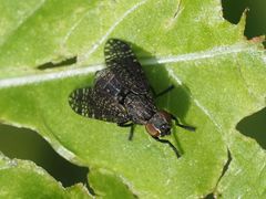 Platystoma seminationis