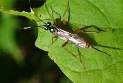 Mesostenus thoracicus