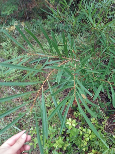 Asimina angustifolia image