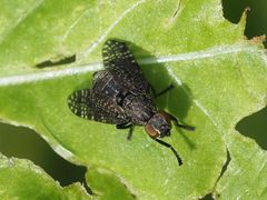 Platystoma seminationis