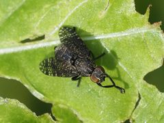 Platystoma seminationis