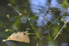 Potamogeton trichoides