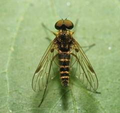 Chrysopilus fasciatus