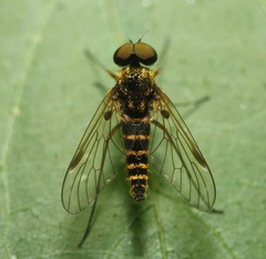Chrysopilus fasciatus