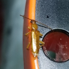 Smodicum cucujiforme