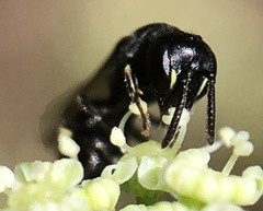 Hylaeus
