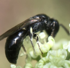 Hylaeus