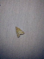 Leptosteges parthenialis