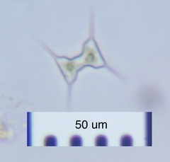 Arthrodesmus extensus